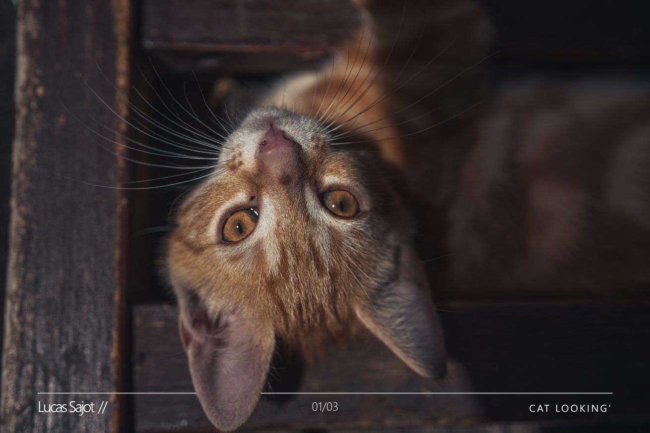 1- Cat looking' | Région Centre