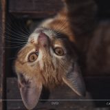1- Cat looking' | Région Centre