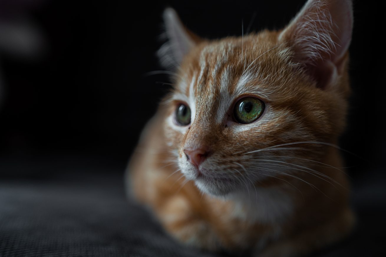 The sharp eyes