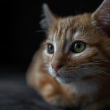 The sharp eyes