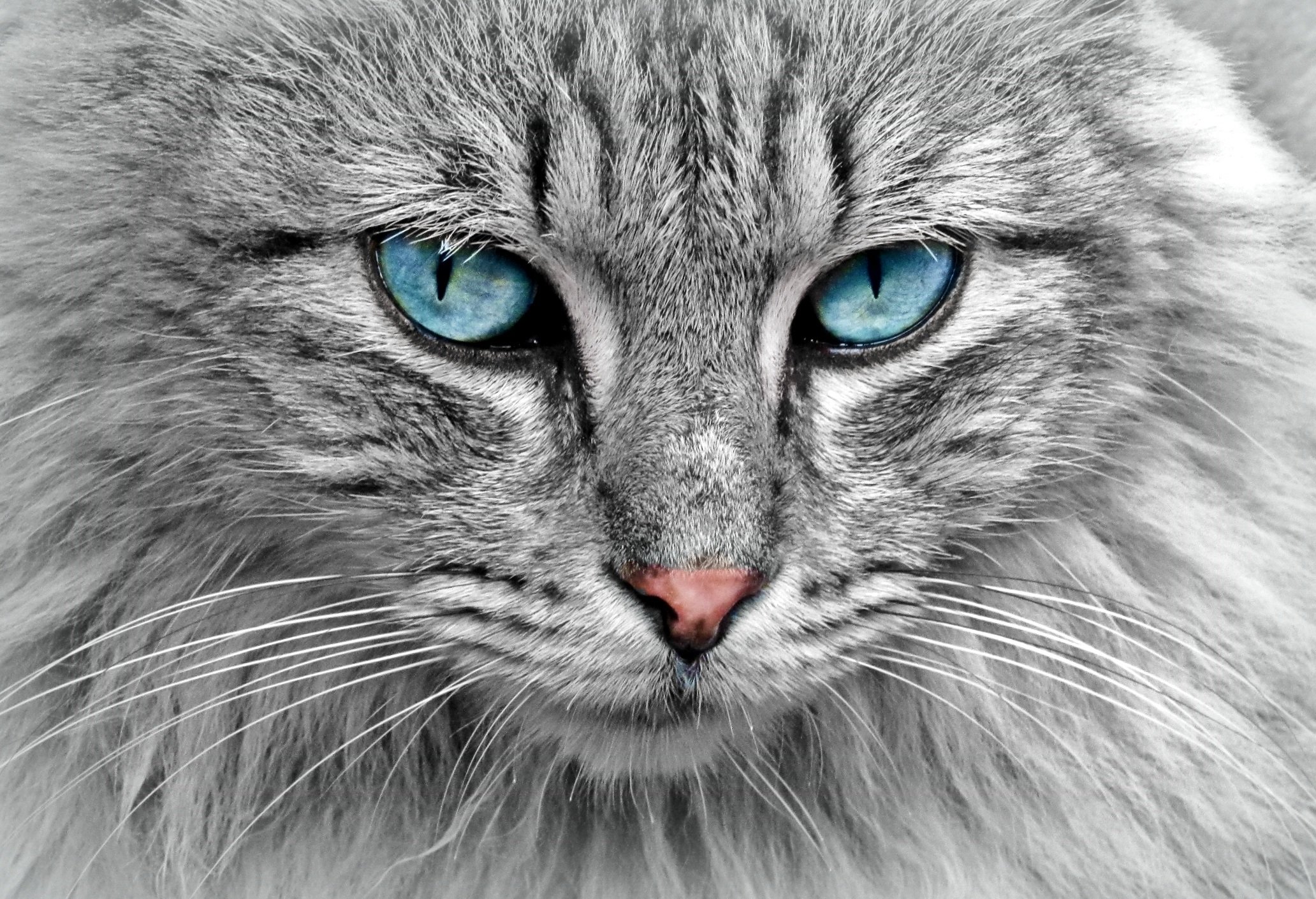 Animaliers lucas sajot