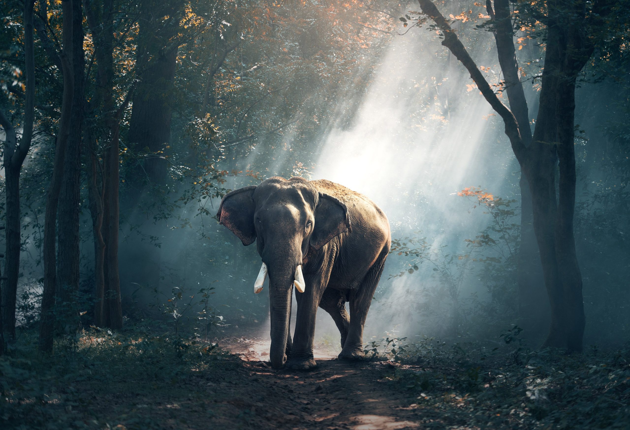 Élephant lucas sajot