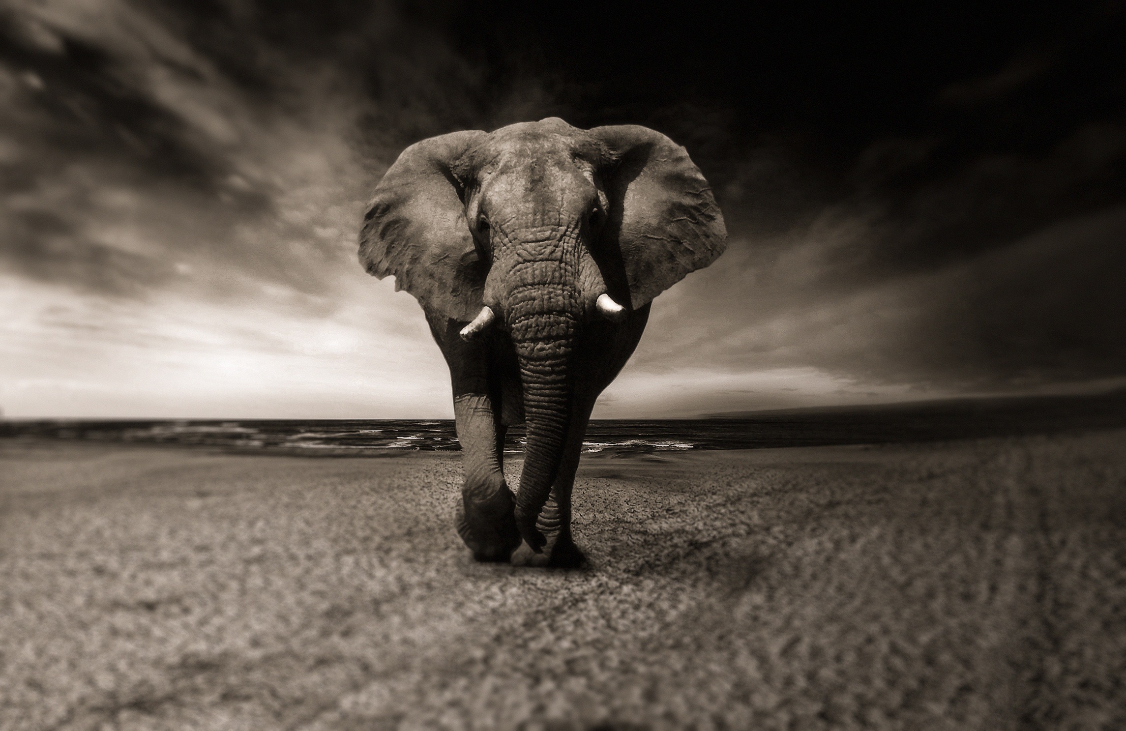 Élephant Lucas Sajot